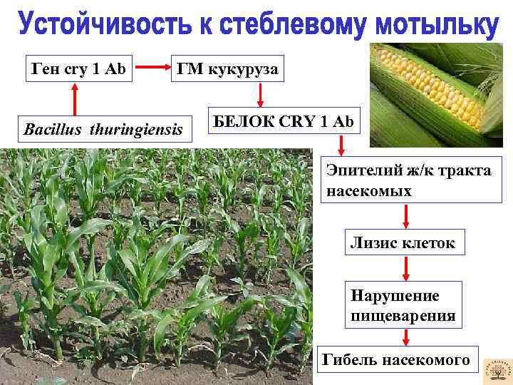 Ген сry 1 Ab ГМ кукуруза Bacillus thuringiensis БЕЛОК СRY 1 Ab Эпителий ж/к