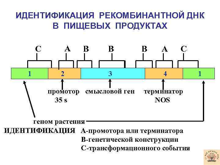 ИДЕНТИФИКАЦИЯ РЕКОМБИНАНТНОЙ ДНК В ПИЩЕВЫХ ПРОДУКТАХ С 1 А 2 В В 3 А