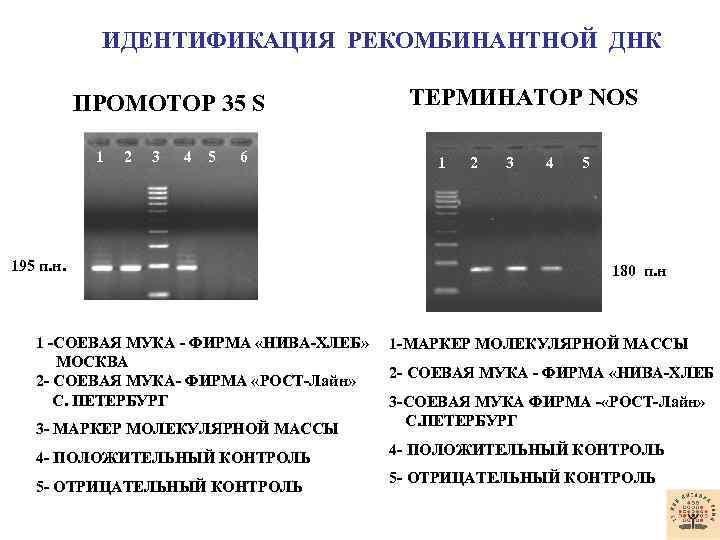 ИДЕНТИФИКАЦИЯ РЕКОМБИНАНТНОЙ ДНК ТЕРМИНАТОР NOS ПРОМОТОР 35 S 1 2 3 4 5 6