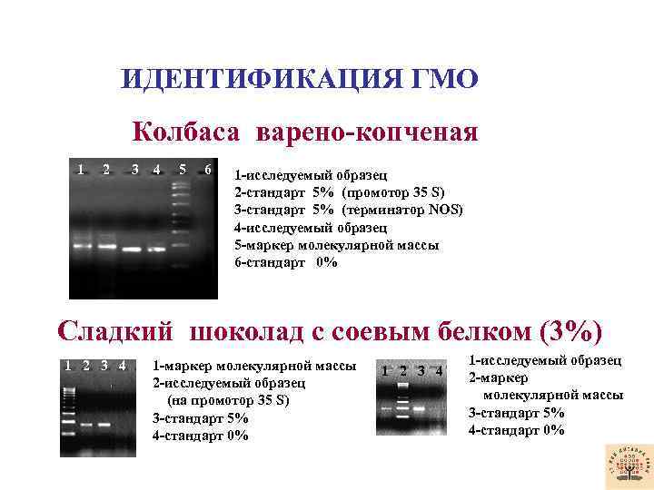  ИДЕНТИФИКАЦИЯ ГМО Колбаса варено-копченая 1 2 3 4 5 6 1 -исследуемый образец