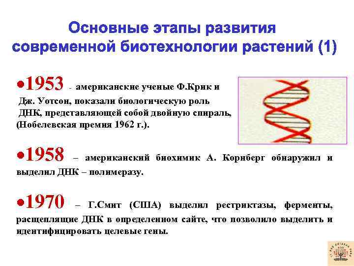  1953 американские ученые Ф. Крик и Дж. Уотсон, показали биологическую роль ДНК, представляющей