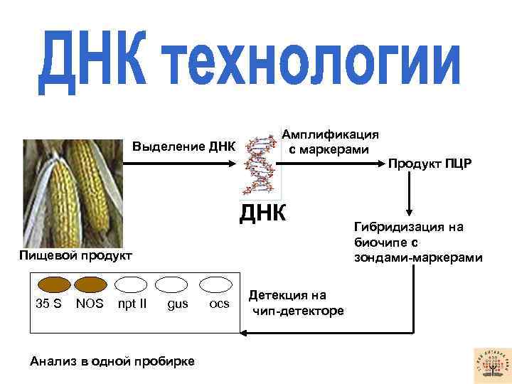  Выделение ДНК Амплификация с маркерами Продукт ПЦР ДНК Пищевой продукт 35 S NOS