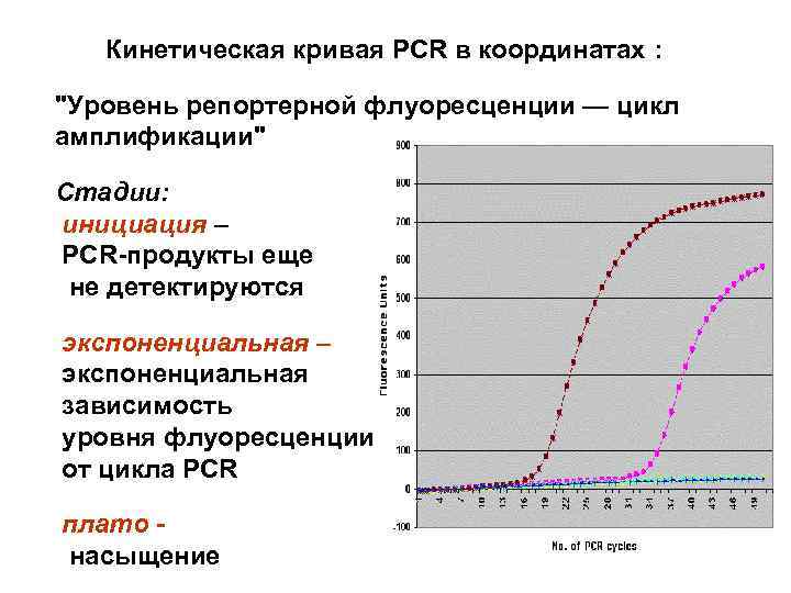 Кинетическая кривая PCR в координатах : 