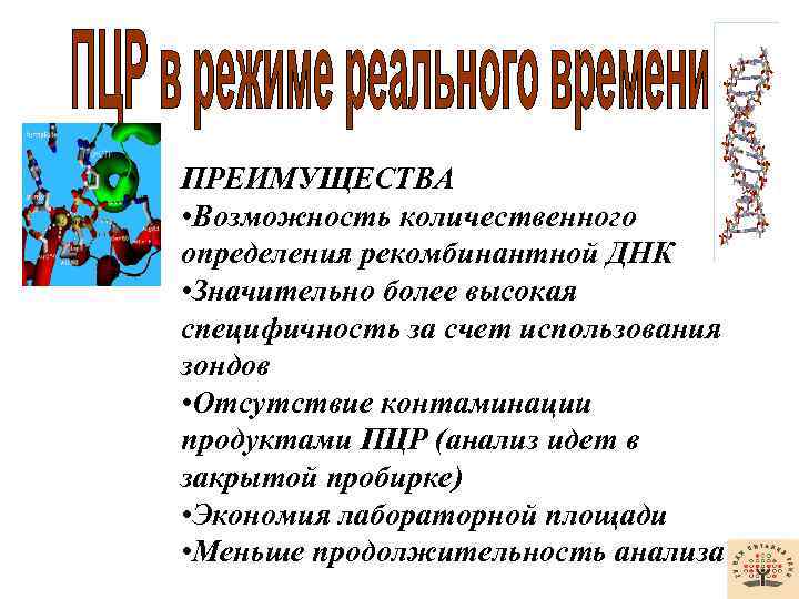 ПРЕИМУЩЕСТВА • Возможность количественного определения рекомбинантной ДНК • Значительно более высокая специфичность за счет