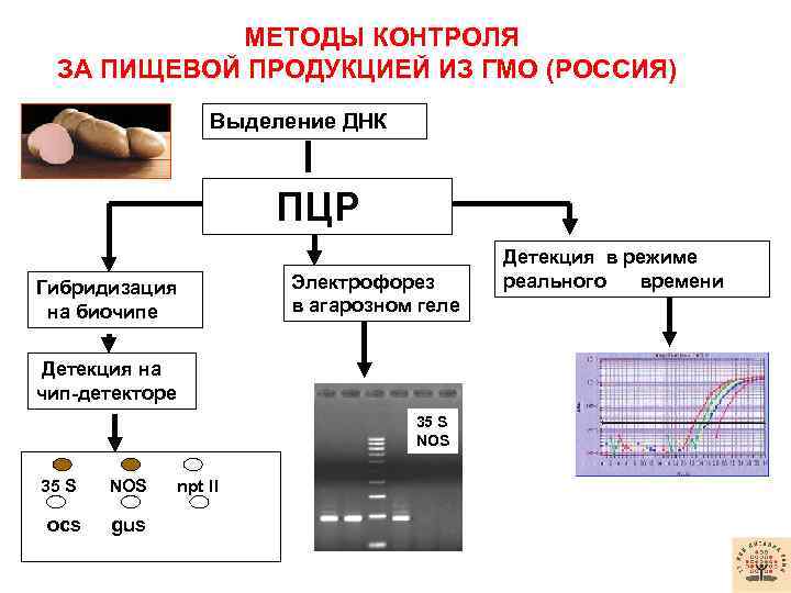 МЕТОДЫ КОНТРОЛЯ ЗА ПИЩЕВОЙ ПРОДУКЦИЕЙ ИЗ ГМО (РОССИЯ) Выделение ДНК ПЦР Гибридизация на биочипе