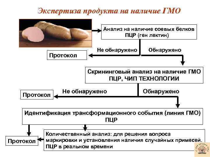 Экспертиза продукта на наличие ГМО Анализ на наличие соевых белков ПЦР (ген лектин) Протокол