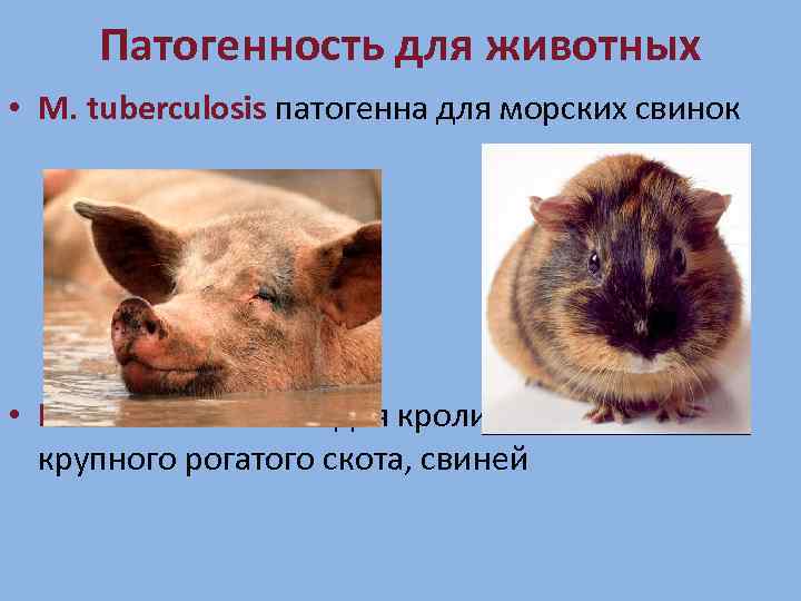 Патогенность для животных • M. tuberculosis патогенна для морских свинок • M. bovis патогенна