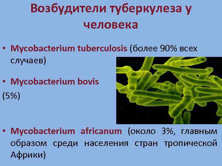 Возбудители туберкулеза у человека • Mycobacterium tuberculosis (более 90% всех случаев) • Mycobacterium bovis