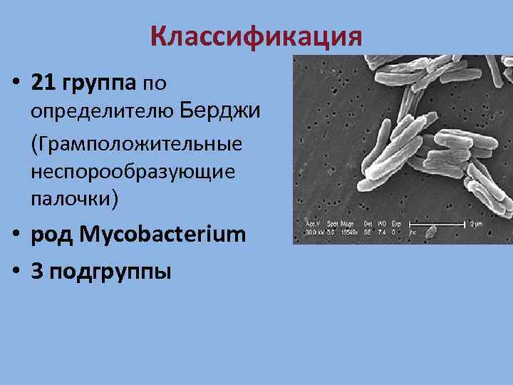 Классификация • 21 группа по определителю Берджи (Грамположительные неспорообразующие палочки) • род Mycobacterium •