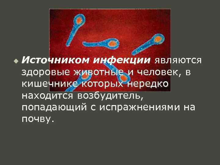 u Источником инфекции являются здоровые животные и человек, в кишечнике которых нередко находится возбудитель,