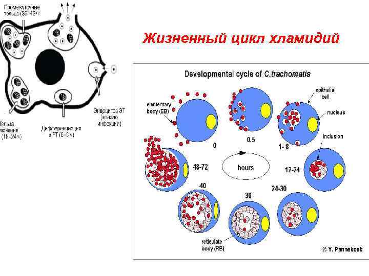 Жизненный цикл хламидий 