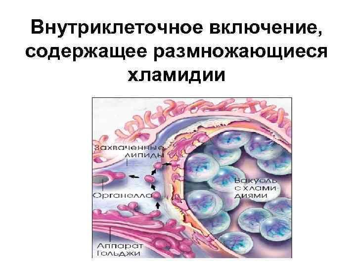 Внутриклеточное включение, содержащее размножающиеся хламидии 