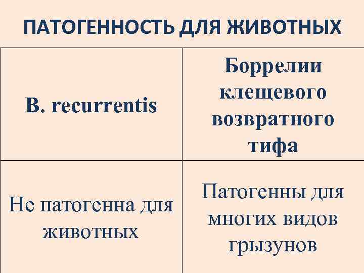 ПАТОГЕННОСТЬ ДЛЯ ЖИВОТНЫХ В. recurrentis Боррелии клещевого возвратного тифа Не патогенна для животных Патогенны