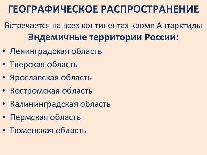 ГЕОГРАФИЧЕСКОЕ РАСПРОСТРАНЕНИЕ Встречается на всех континентах кроме Антарктиды Эндемичные территории России: • • Ленинградская