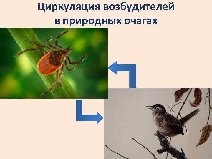 Циркуляция возбудителей в природных очагах 