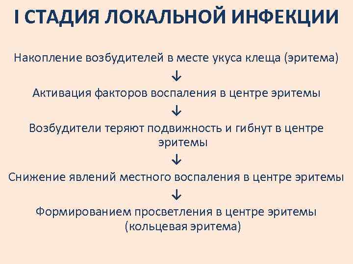 I СТАДИЯ ЛОКАЛЬНОЙ ИНФЕКЦИИ Накопление возбудителей в месте укуса клеща (эритема) ↓ Активация факторов