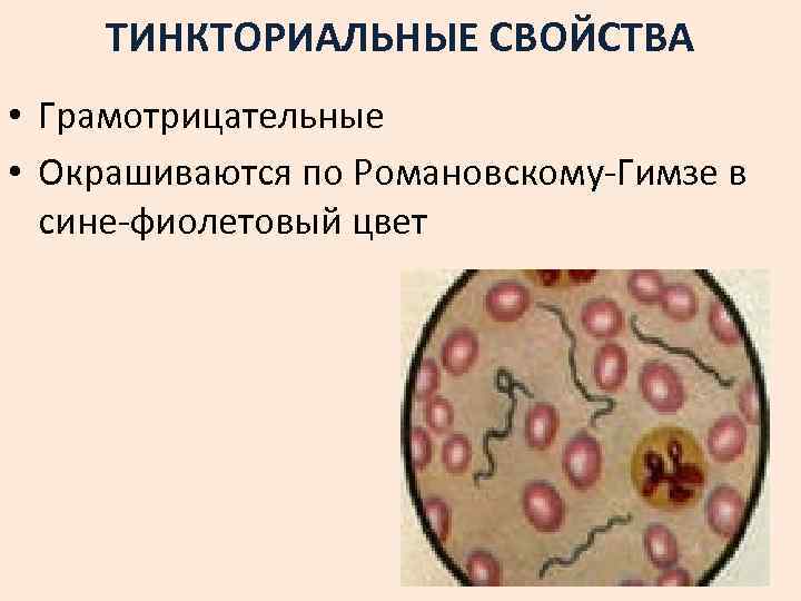 ТИНКТОРИАЛЬНЫЕ СВОЙСТВА • Грамотрицательные • Окрашиваются по Романовскому-Гимзе в сине-фиолетовый цвет 