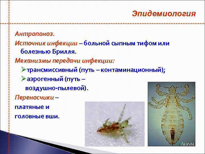 Эпидемиология Антропоноз. Источник инфекции – больной сыпным тифом или болезнью Брилля. Механизмы передачи инфекции:
