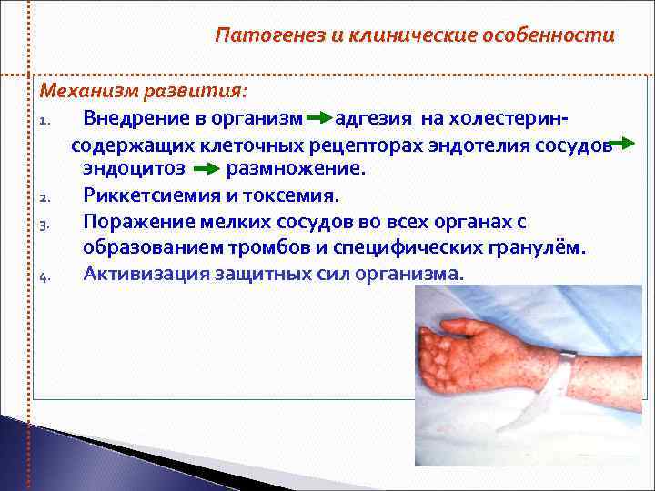 Патогенез и клинические особенности Механизм развития: 1. Внедрение в организм адгезия на холестеринсодержащих клеточных