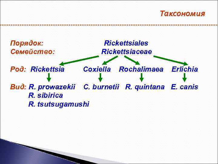 Таксономия Порядок: Семейство: Род: Rickettsiales Rickettsiaceae Coxiella Rochalimаea Erlichia Вид: R. prowazekii С. burnetii