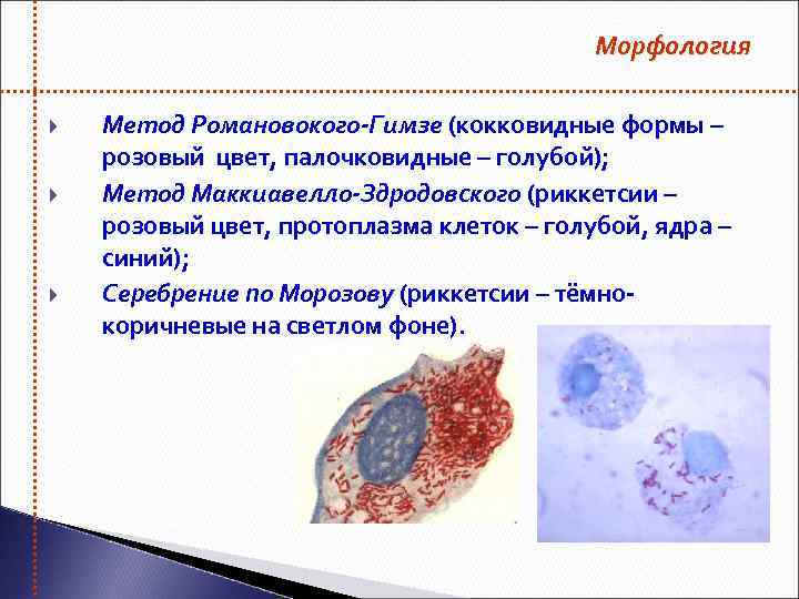 Морфология Метод Романовокого-Гимзе (кокковидные формы – розовый цвет, палочковидные – голубой); Метод Маккиавелло-Здродовского (риккетсии