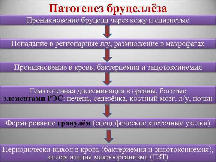 Патогенез бруцеллёза Проникновение бруцелл через кожу и слизистые Попадание в регионарные л/у, размножение в