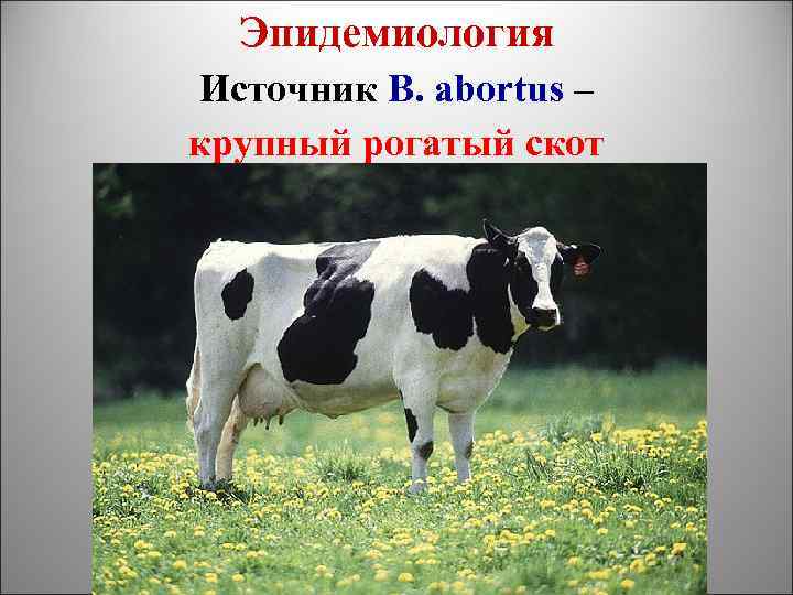 Эпидемиология Источник B. abortus – крупный рогатый скот 