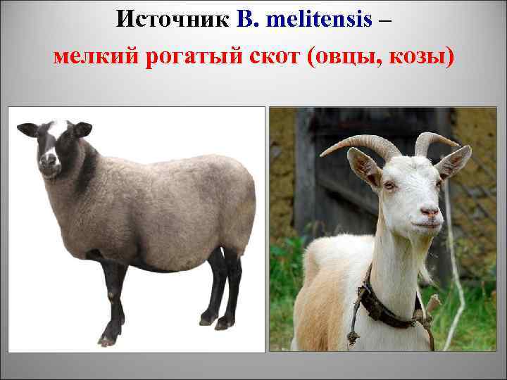 Источник B. melitensis – мелкий рогатый скот (овцы, козы) 