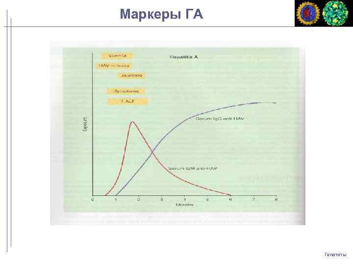 Маркеры ГА Гепатиты 