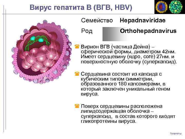 Вирус гепатита B (ВГB, HBV) Семейство Hepadnaviridae Род Orthohepadnavirus Вирион ВГВ (частица Дейна) –