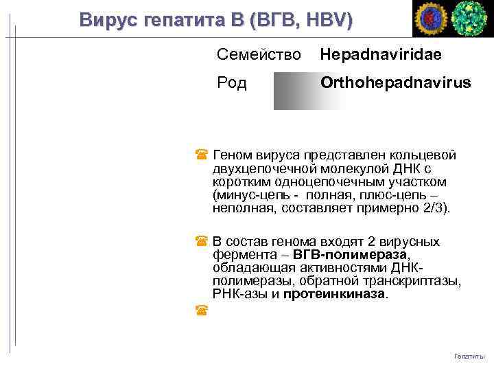 Вирус гепатита B (ВГB, HBV) Семейство Hepadnaviridae Род Orthohepadnavirus Геном вируса представлен кольцевой двухцепочечной