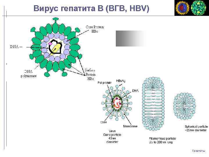 Вирус гепатита B (ВГB, HBV) Гепатиты 