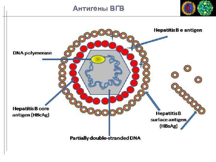 Антигены ВГВ 