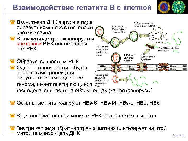 Взаимодействие гепатита B с клеткой Двунитевая ДНК вируса в ядре образует комплекс с гистонами