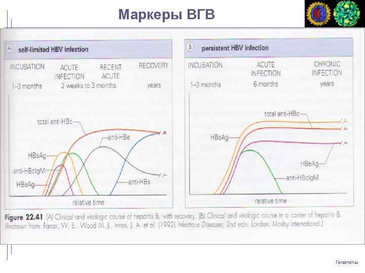 Маркеры ВГВ Гепатиты 