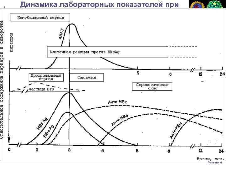 Динамика лабораторных показателей при остром гепатите В Гепатиты 