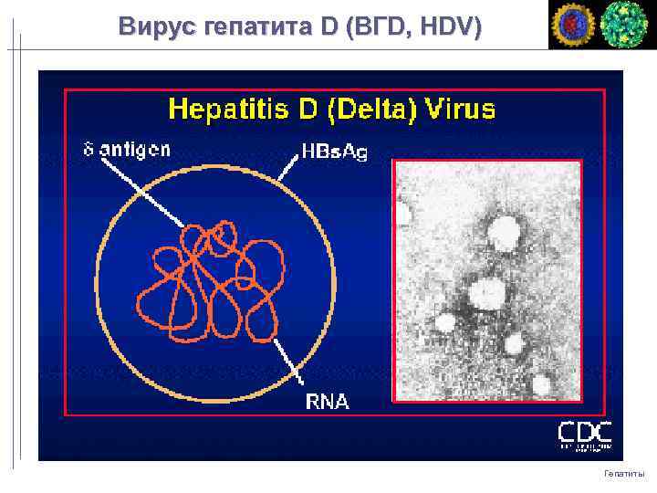 Вирус гепатита D (ВГD, HDV) Гепатиты 