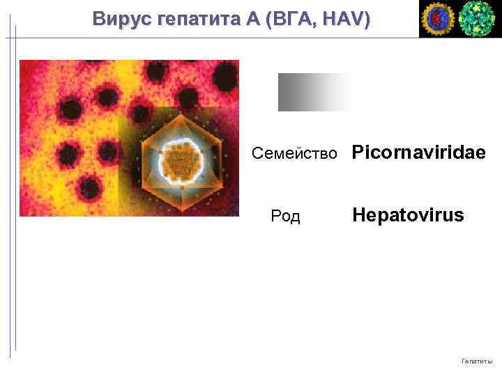 Вирус гепатита A (ВГA, HAV) Семейство Picornaviridae Род Hepatovirus Гепатиты 