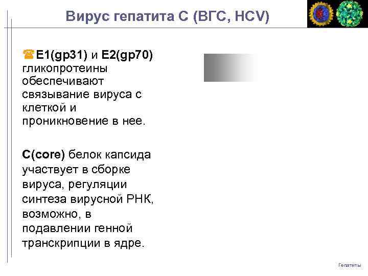 Вирус гепатита С (ВГС, HCV) Е 1(gp 31) и Е 2(gp 70) гликопротеины обеспечивают