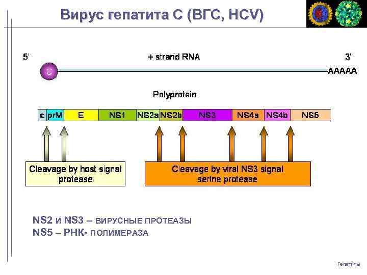 Вирус гепатита C (ВГC, HCV) NS 2 И NS 3 – ВИРУСНЫЕ ПРОТЕАЗЫ NS