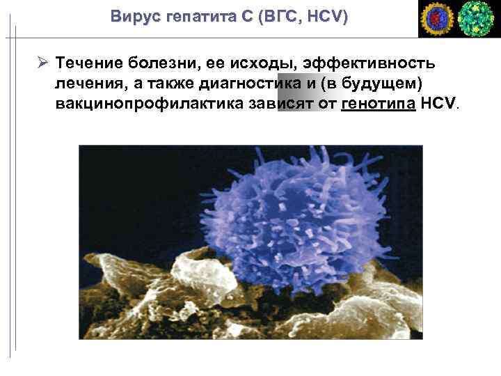 Вирус гепатита C (ВГC, HCV) Течение болезни, ее исходы, эффективность лечения, а также диагностика