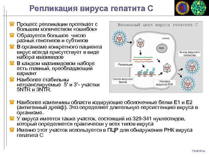 Репликация вируса гепатита С Процесс репликации протекает с большим количеством «ошибок» Образуется большое число