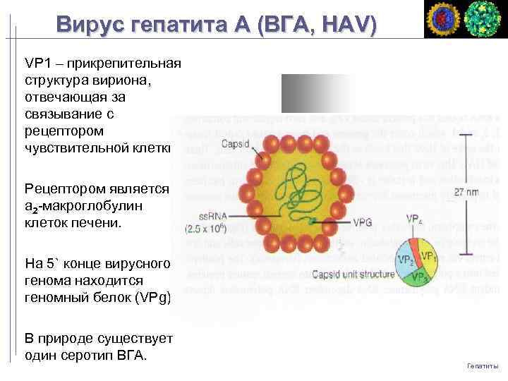 Вирус гепатита A (ВГA, HAV) VP 1 – прикрепительная структура вириона, отвечающая за связывание