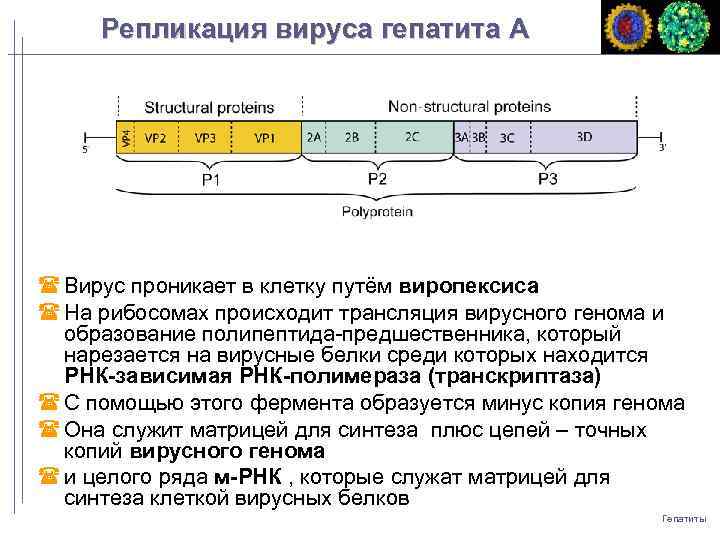 Репликация вируса гепатита A Вирус проникает в клетку путём виропексиса На рибосомах происходит трансляция