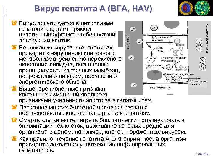 Вирус гепатита A (ВГA, HAV) Вирус локализуется в цитоплазме гепатоцитов, дает прямой цитогенный эффект,