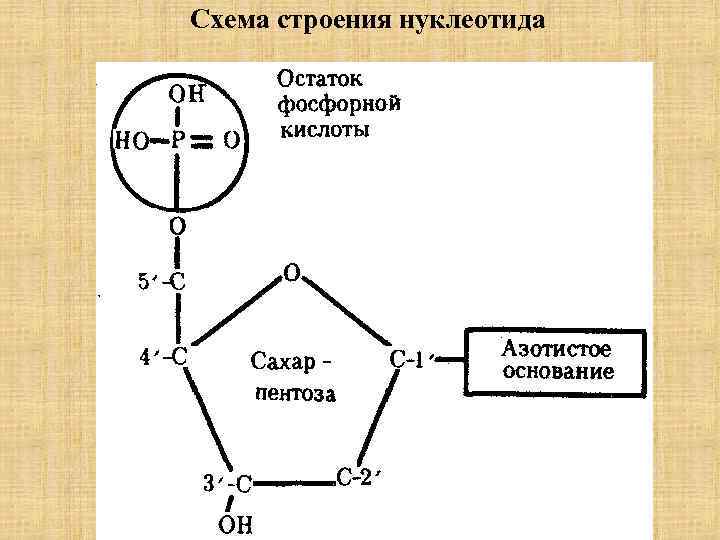 Тимидиловый нуклеотид днк. Строение мономера нуклеотида ДНК. Схема строения нуклеотида ДНК. Схема строения мономера ДНК. Схема строения нуклеотида общая формула.