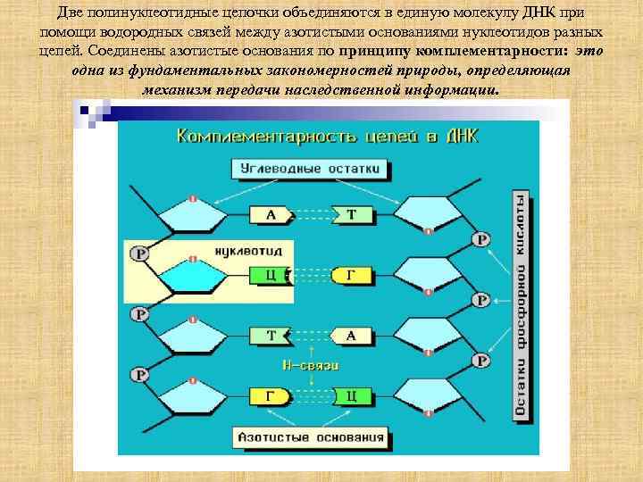 Две полинуклеотидные цепочки объединяются в единую молекулу ДНК при помощи водородных связей между азотистыми