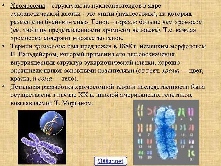 Хромосомы эукариотической клетки. Строение хромосомы эукариотической клетки. Строение хромосомы эукариот. Строение ядра хромосомы.