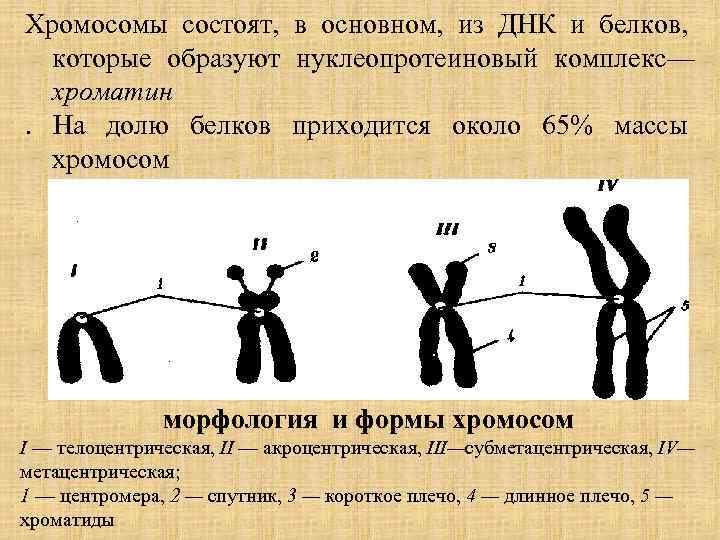 Хромосомы состоят, в основном, из ДНК и белков, которые образуют нуклеопротеиновый комплекс— хроматин. На