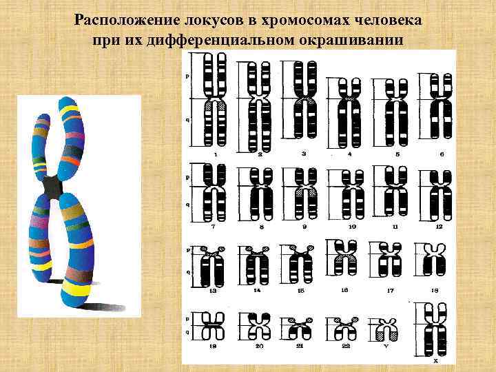 Местоположение гена в хромосоме. Хромосомы человека. Схемы расположения генов вхромасомах. Дифференциальная окраска хромосом. Расположение хромосом.